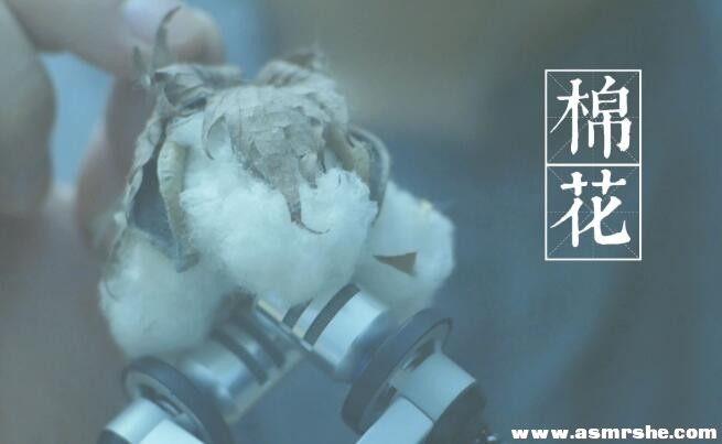 原始棉花采耳,耳搔+吹气(无人声) 助眠减压ASMR-助眠音声网