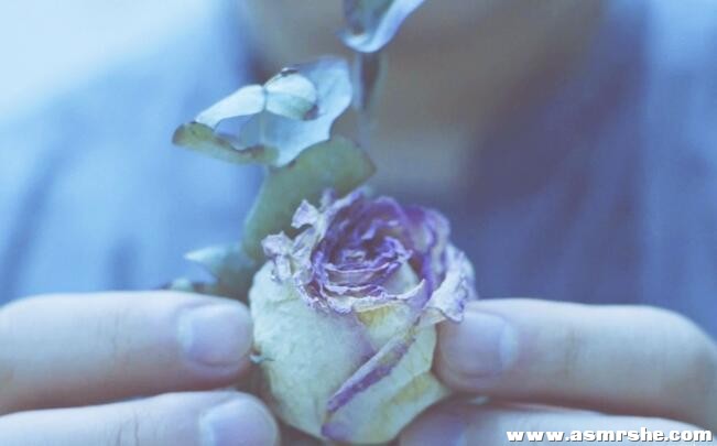 花也可以很好听, 干花采耳,刺激的触发音 助眠减压ASMR插图 花也可以很好听, 干花采耳,刺激的触发音 助眠减压ASMR插图