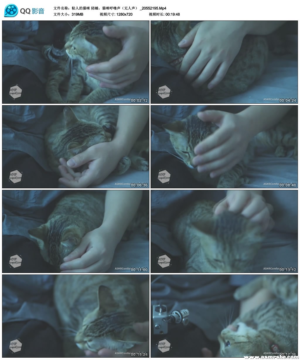粘人的猫咪 陪睡,猫咪呼噜声(无人声) 助眠减压ASMR插图(1) 粘人的猫咪 陪睡,猫咪呼噜声(无人声) 助眠减压ASMR插图(1)