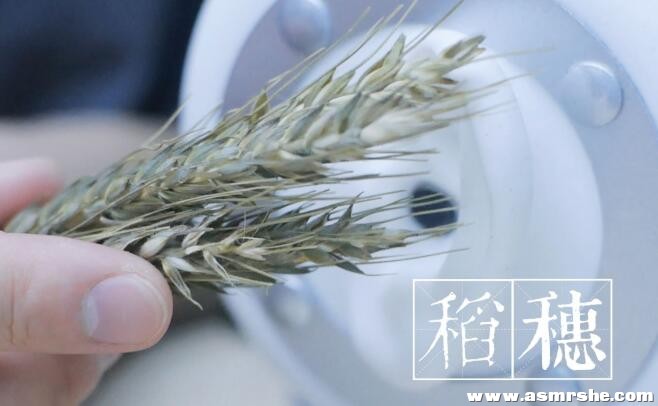 刺激的捏稻穗声,稻穗采耳,耳搔(无人声) 助眠减压ASMR插图 刺激的捏稻穗声,稻穗采耳,耳搔(无人声) 助眠减压ASMR插图