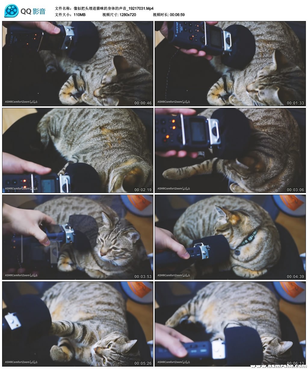 像似把头埋进猫咪的身体的声音 助眠减压ASMR插图(1) 像似把头埋进猫咪的身体的声音 助眠减压ASMR插图(1)