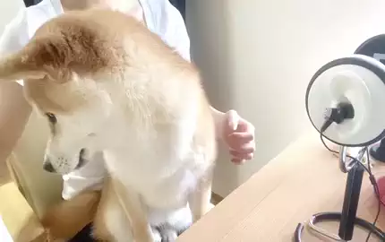 柴犬的吃饭咀嚼声-助眠音声网